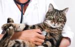 Парвовирусный энтерит у кошек: признаки, диагностика, лечение