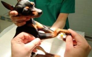 Растяжение связок у собаки: виды, причины и лечение