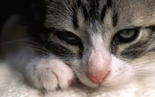 Атопический дерматит у кошек: общие сведения, диагностика, лечение