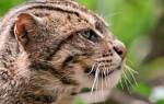 Описание кошек породы виверровый кот-рыболов