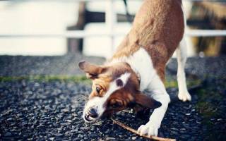 Почему собака ест камни: отвечаем подробно и даем советы