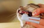 Правильная чистка зубов у кошек