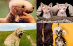 Гипоаллергенные кошки миф или реальность