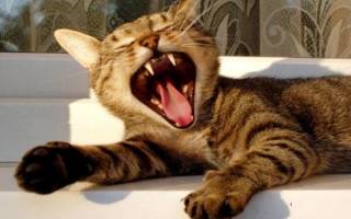 Пародонтит у кошек — говорим о воспалении дёсен