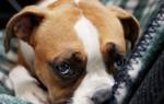 Бурление у собаки в животе: возможные причины и способы лечения