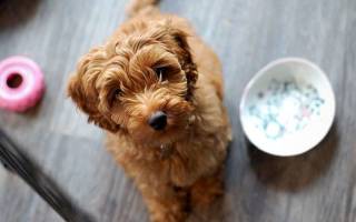 Можно ли добавлять соль в пищу собакам: кому верить и как не навредить питомцу