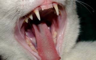 Запах изо рта кошки 🐈 Причины и диагностика