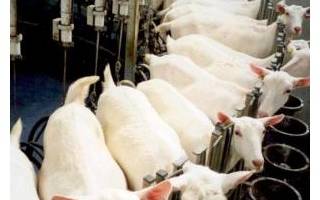 Кормление и содержание молочных коз