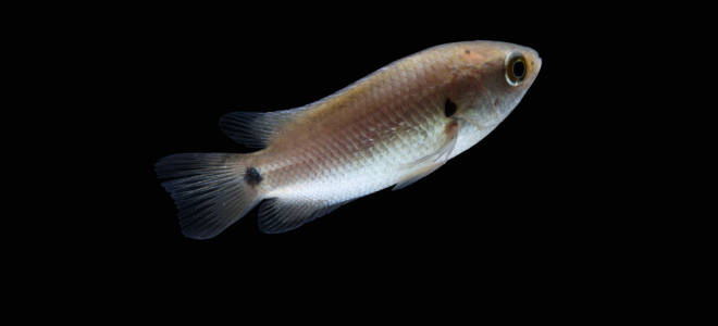 Почему анабаса называют рыба-ползун