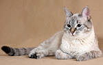 Первая вязка тайский кот