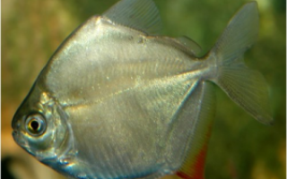 Рыба-зеркало Метиннис обыкновенный