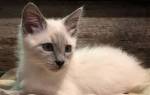 Балийская кошка история описание породы