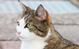 Экзема у кошек — симптомы и лечение