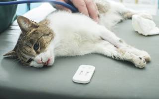 Вирусные болезни кошек симптомы и лечение