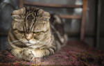 Стресс у кошек: причины, симптомы, лечение