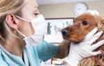 Изоспороз — кишечная инфекция у собак