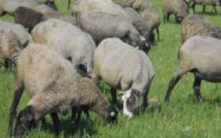 Лучшие породы овец мясного направления