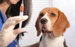 Эклампсия у собаки после родов: причины, симптомы и первая помощь