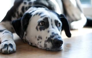 Легочные глисты у собак: развитие, признаки и лечение