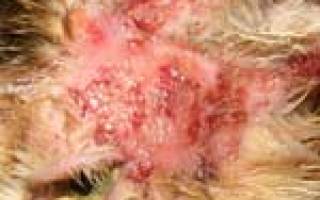 Стрептококк у собак: проявления и профилактика инфекции