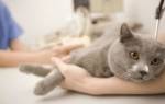ХПН у кошек и котов симптомы и лечение