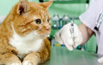 Как часто делать прививки коту