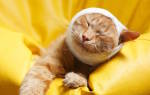 Инсульт у кошек — симптомы и лечение недуга