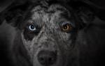 Почему у собак светятся глаза: что является нормой и когда стоит волноваться