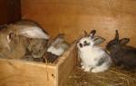 Сколько кролики вынашивают крольчат
