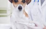 Уроцистит у собак: причины, симптомы, лечение