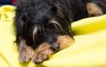 Собаку рвет желчью: причины, симптомы, лечение