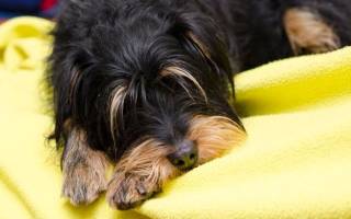 Собаку рвет желчью: причины, симптомы, лечение