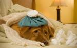 Воспаление легких у собак – симптомы и лечение