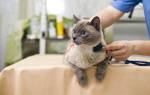 Гепатит у кошек ласковый убийца