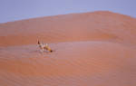 Жизнь флоры и фауны в пустыне Сахара