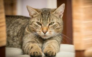 Воспаление поджелудочной железы у кошек: причины и способы терапии