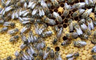 Породы пчел как определить породу пчелы