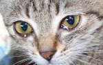 Симптомы и лечение бронхита у кошек
