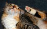 Что такое демодекоз у кошки и как его лечить