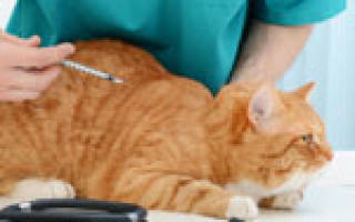 Гастроэнтероколит у кошек — особенности развития и лечения тяжелейшей патологии