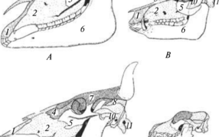Череп лошади строение анатомия