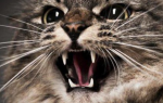 Виды и причины агрессии у кошек