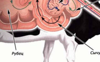 Отделы желудка коровы строение