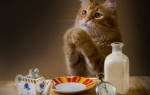 Что делать если кошка постоянно просит есть