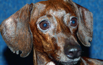 Васкулит у собак: признаки, диагностика и способы лечения
