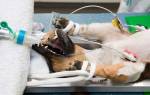 Анестезия для собак: виды, противопоказания, реабилитация