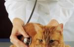 Виды гематом у кошек первая помощь и лечение