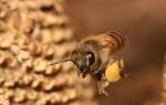 Тамбовское пчеловодство особенности
