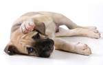 Тромбоэмболия у собак: симптомы, диагностика, лечение
