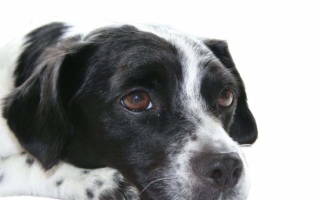 У собаки опухли глаза: причины и способы лечения
